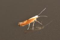 Argyresthia albistria