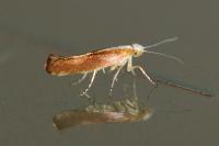 Argyresthia albistria