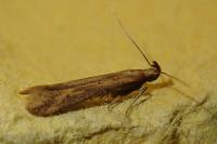Metzneria