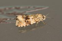 Celypha lacunana