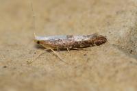 Argyresthia spinosella