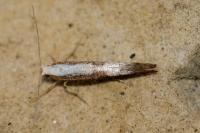 Argyresthia spinosella