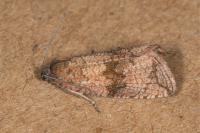Celypha striana