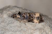 Endothenia