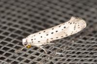 Yponomeuta irrorella