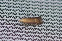 Monochroa cytisella