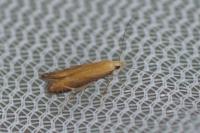 Monochroa cytisella