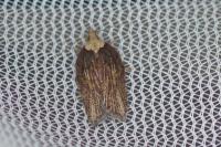 Acleris hastiana