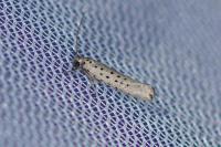 Yponomeuta sedella