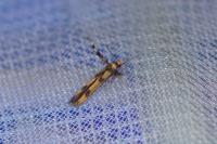 Stathmopoda pedella