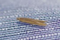 Batrachedra parvulipunctella