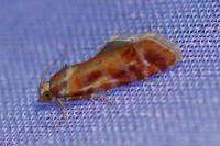Rhyacionia buoliana