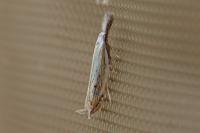Holoscolia huebneri