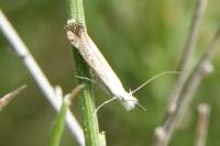 Isophrictis