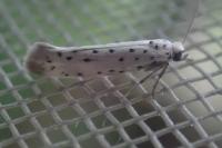 Yponomeuta