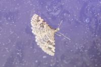 Alucita hexadactyla