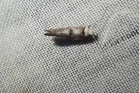 Paraswammerdamia albicapitella