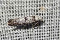 Paraswammerdamia albicapitella
