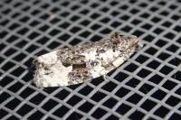 Apotomis turbidana