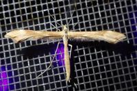 Gillmeria pallidactyla