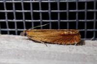 Lathronympha strigana