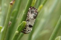 Epinotia dalmatana