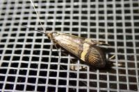 Nemophora degeerella