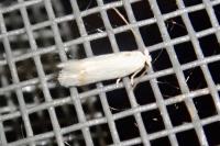 Opostega salaciella