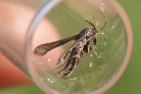 Microsphecia tineiformis