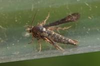 Microsphecia tineiformis