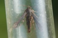 Microsphecia tineiformis