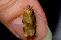 Choristoneura hebenstreitella