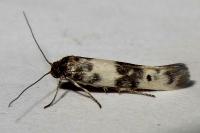 Enolmis acanthella