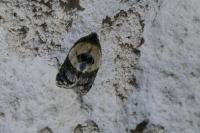 Acleris variegana