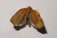 Pandemis cerasana