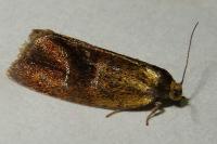 Ptycholoma lecheana