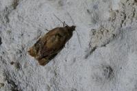 Ditula angustiorana