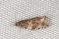Orthotaenia undulana