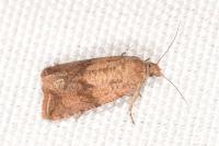 Celypha striana