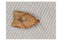 Clepsis consimilana