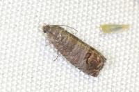 Cydia pomonella