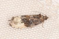Hedya nubiferana