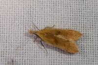 Dichomeris derasella