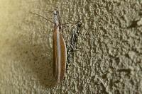 Pleurota aristella