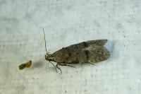 Teleiodes vulgella