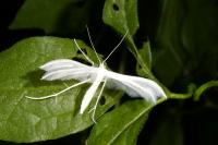 Pterophorus pentadactylus