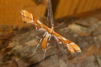 Cnaemidophorus rhododactylus