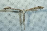 Emmelina monodactyla