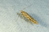 Pyroderces argyrogrammos