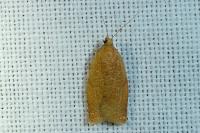 Clepsis consimilana